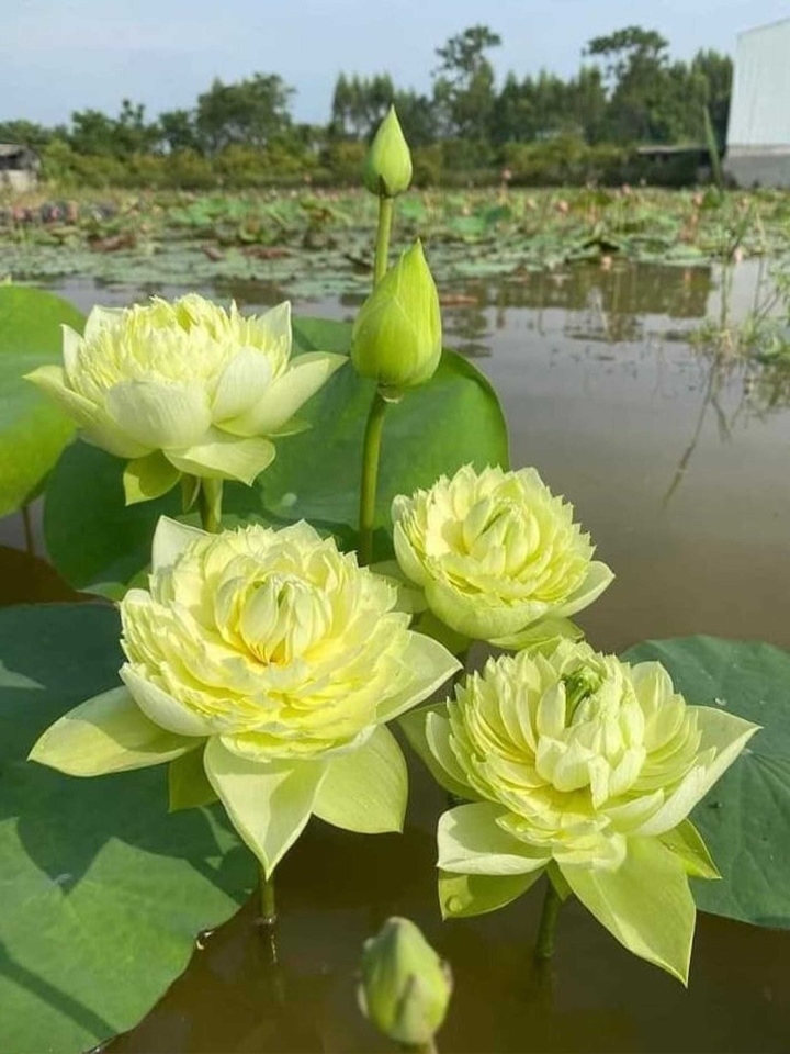 La flor de loto de mil pétalos, que en su día fue una moda que volvía locas a las mujeres, ahora tiene un precio miserable - 3