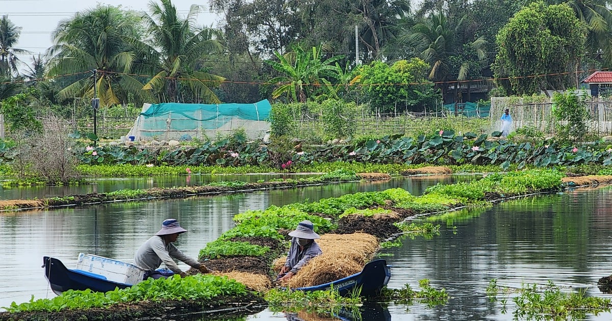 Trồng rau trên mặt nước