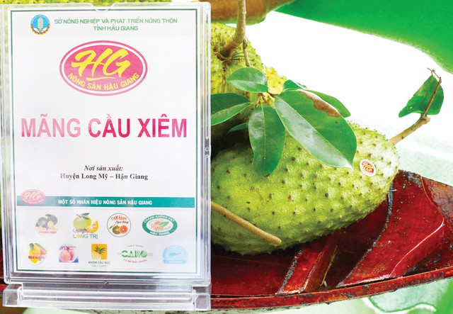 Cây – hiệu quả trên đất Long Mỹ - Ảnh 2.