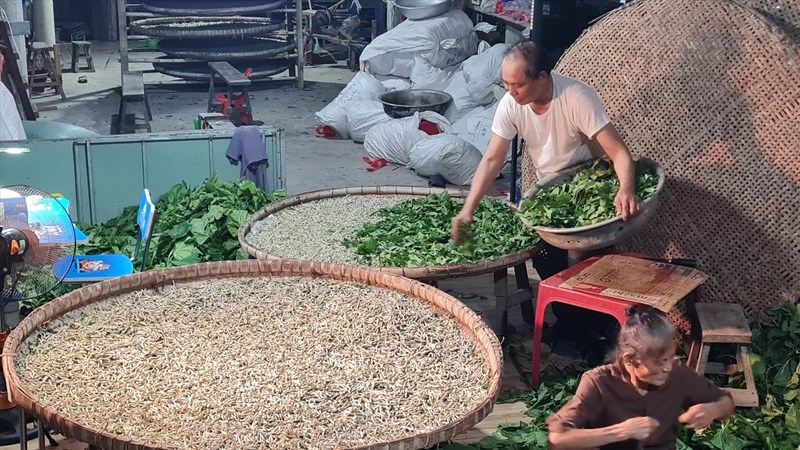 Nghiên cứu giải pháp phát triển trồng dâu nuôi tằm gắn với sản xuất theo chuỗi giá trị | BÁO QUẢNG NAM ONLINE