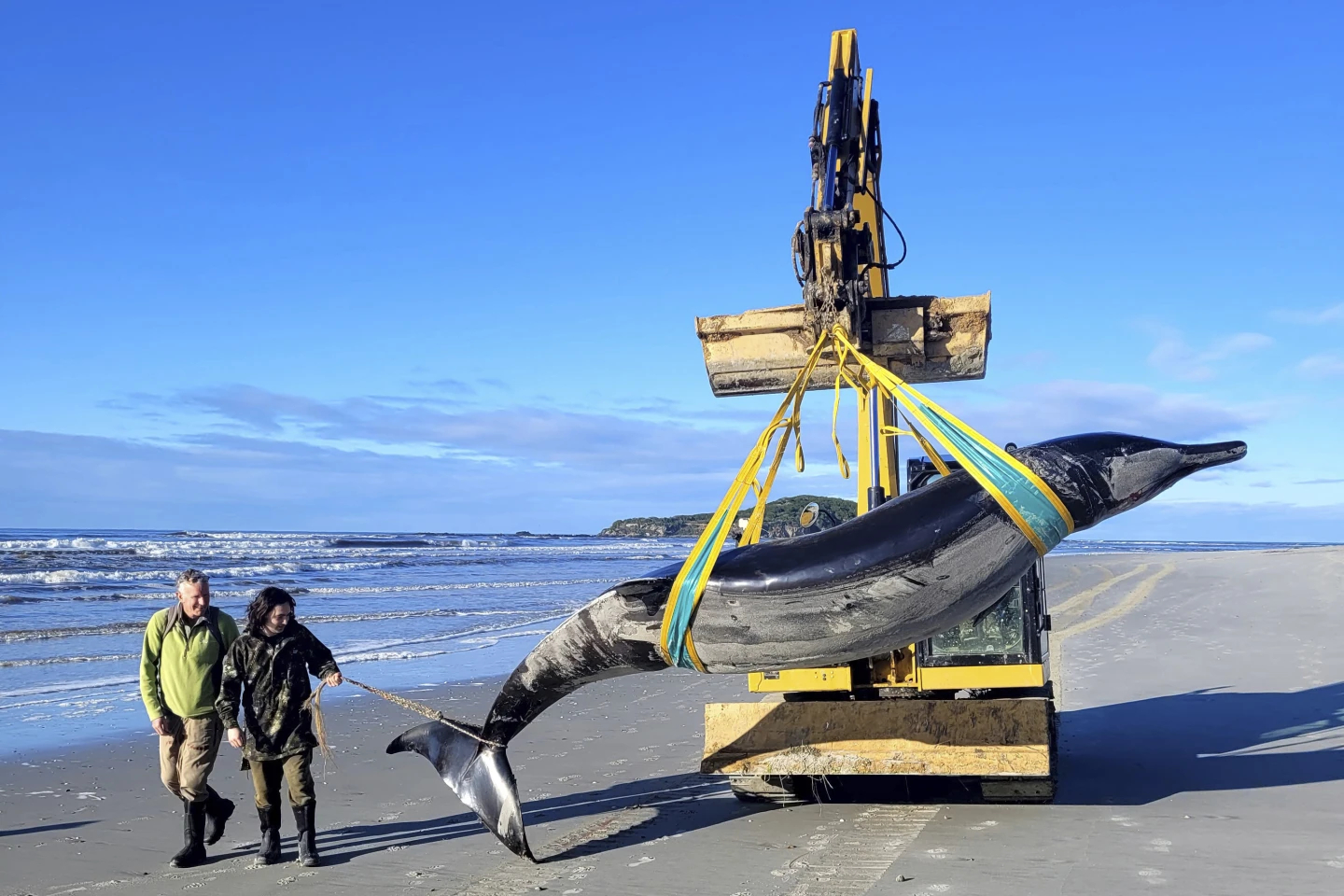 baleine jamais vue auparavant posée sur une plage de Nouvelle-Zélande photo 1