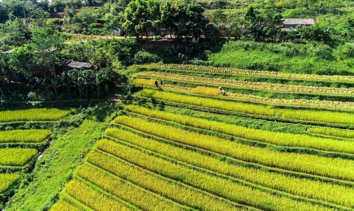 Every rice harvest season, this place puts on a new coat, more brilliant and attractive than ever.