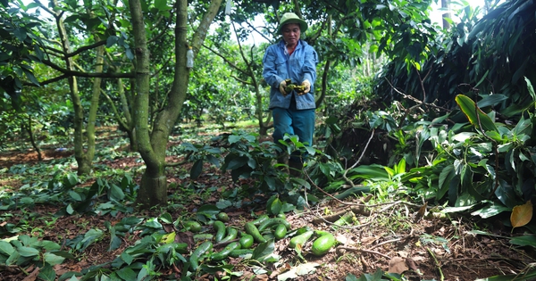 Once a fruit that caused a fever because of its "super nutrition", now the price has suddenly plummeted, many gardens in Lam Dong have been cut down.