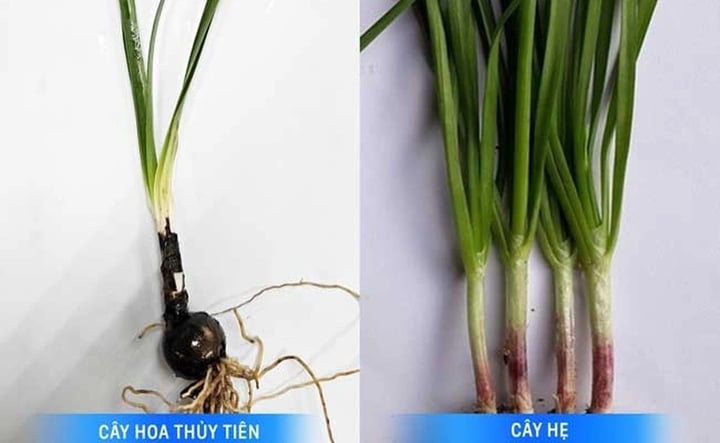 ស្លឹក Daffodil និង chive គឺស្រដៀងគ្នា (រូបថត៖ BVCC)។