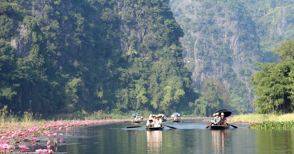 Ngo Dong River in Tam Coc-Bich Dong of Ninh Binh is incredibly beautiful because of the dense blooming of lotus flowers.