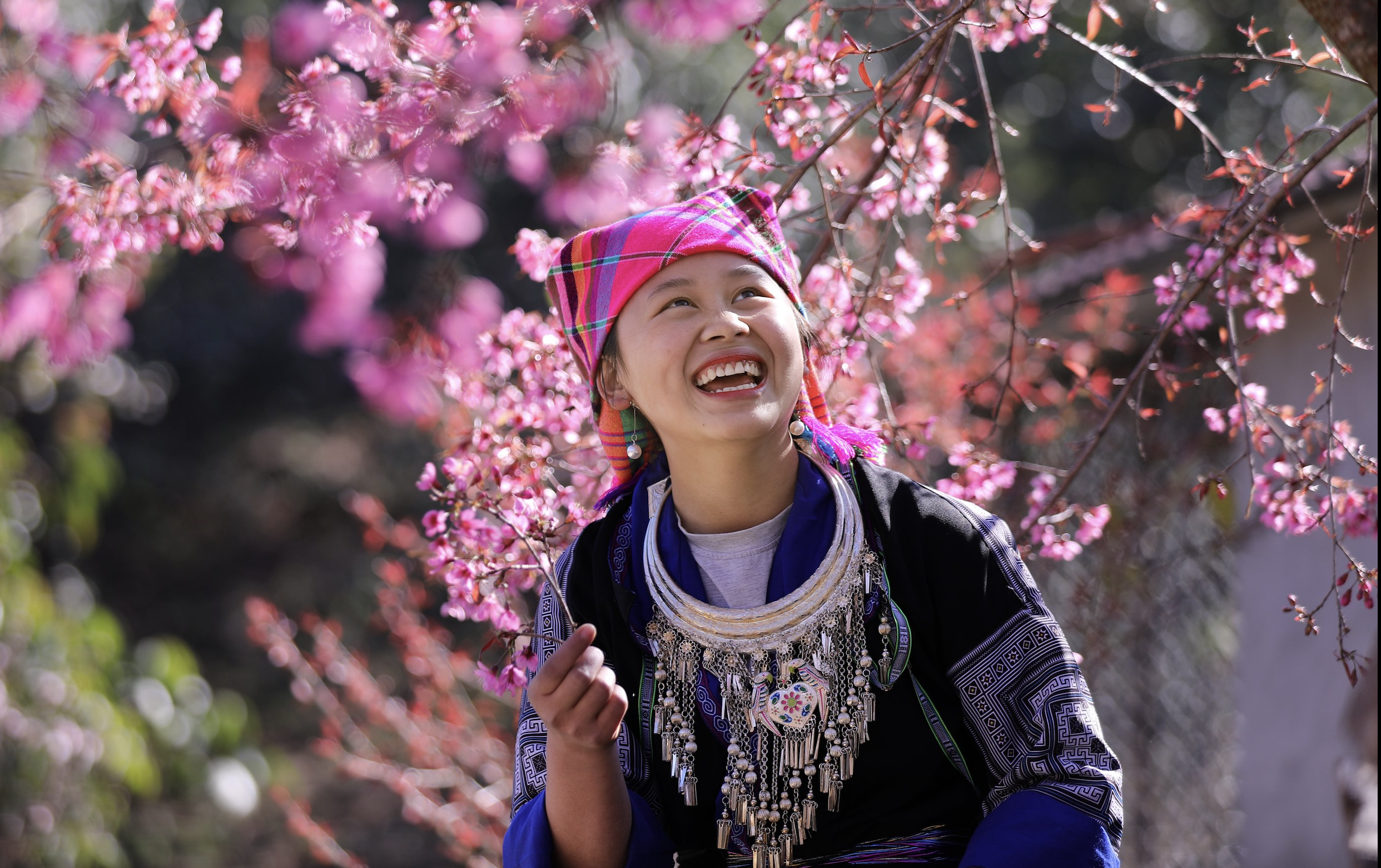 The season of thick flowers dyes Mu Cang Chai village pink