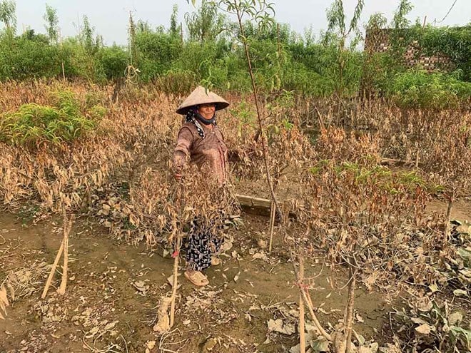 El pueblo de melocotones de Nhat Tan cubierto de marrón después de la tormenta y la inundación