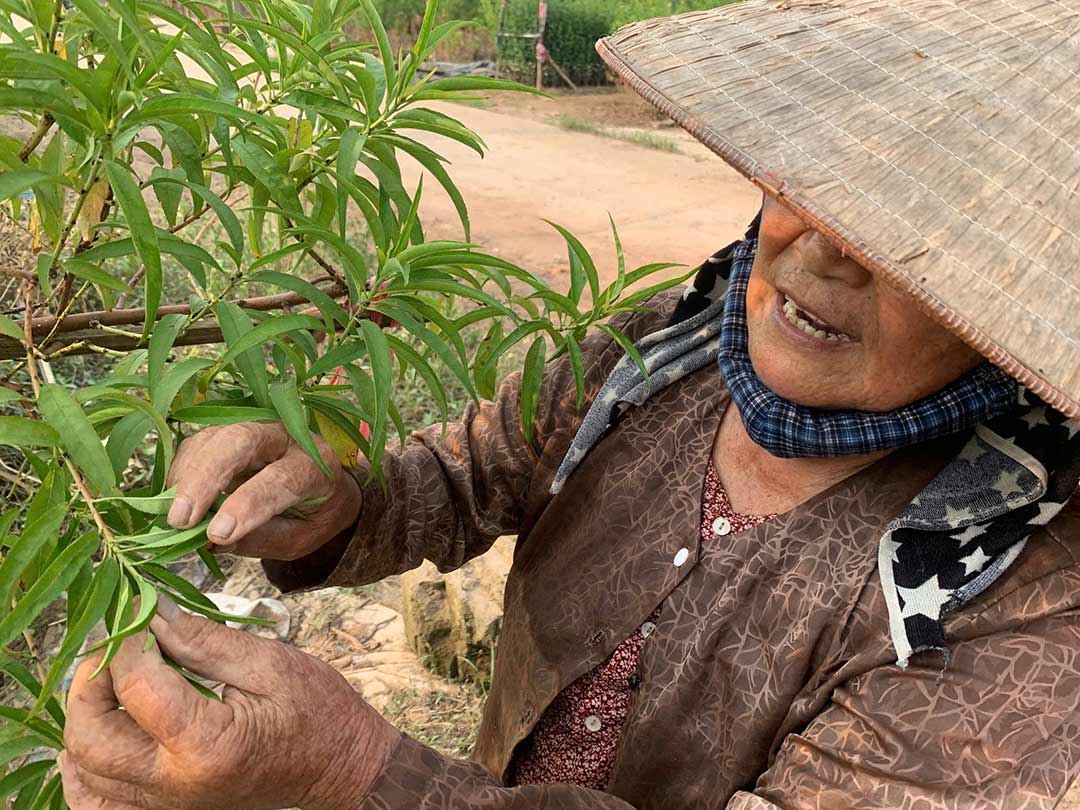 คุณนายเคาตรวจดูต้นพีชที่เหลืออยู่หลังพายุฝน ภาพโดย : นัท มินห์