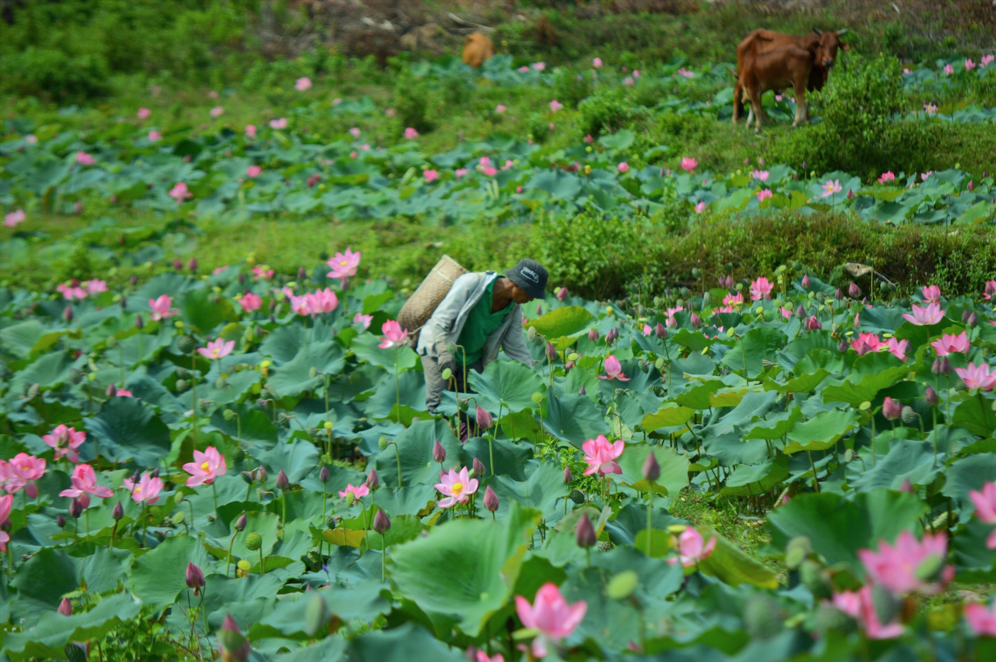 រដូវផ្កាឈូកនៅទីនេះគឺស្រស់ស្អាតបំផុតនៅជុំវិញខែមិថុនា។ រូបថត៖ Q.T