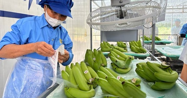 China gasta 3.600 millones de dólares en comprar frutas y verduras vietnamitas