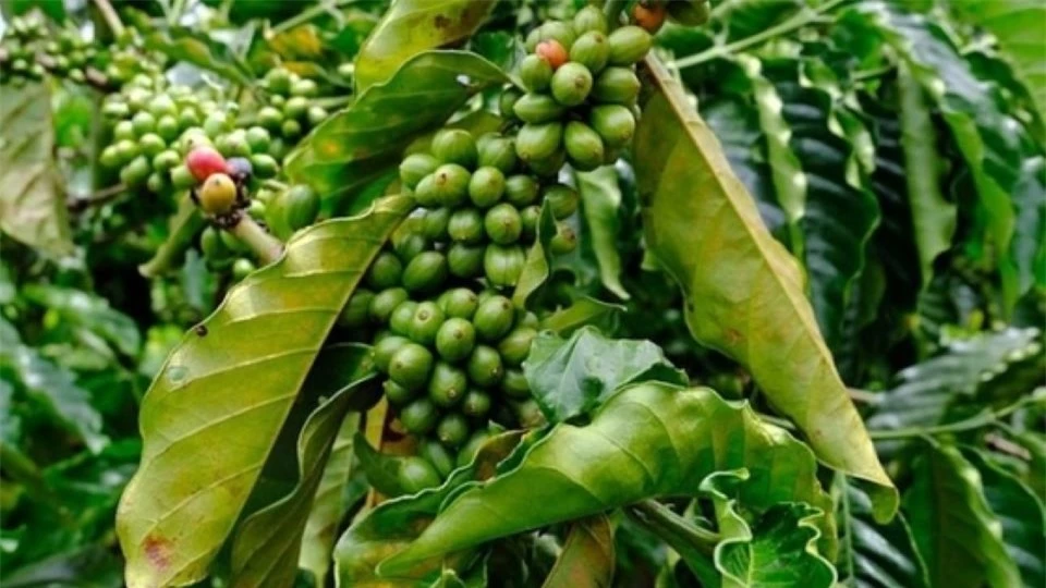 Agricultural product prices on September 22, 2024: Coffee continues to plummet, pepper prices fluctuate