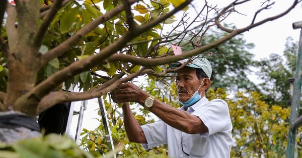 Nông dân Đà Nẵng tất bật lặt lá, chăm mai đón Tết