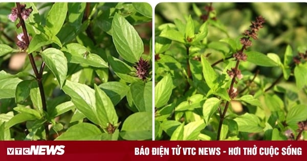 What are the benefits of eating basil every day?