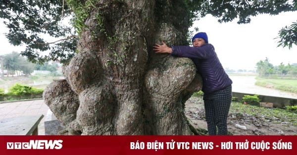 400 year old driftwood tree in Ha Tinh