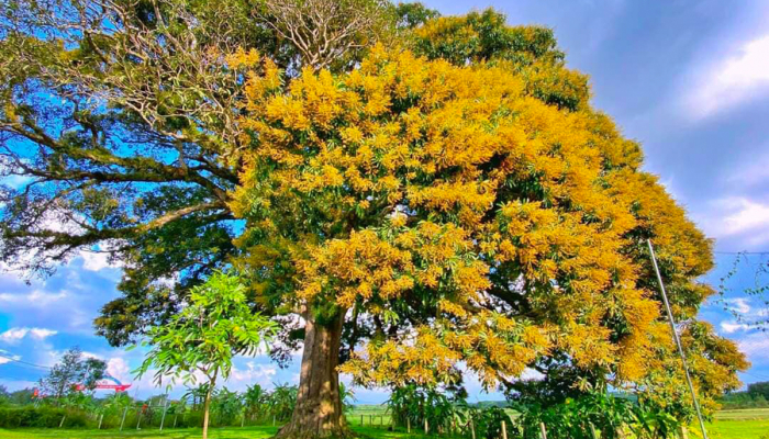 អ្វី​ដែល​ពិសេស​ចំពោះ​ដើមឈើ​បុរាណ​ទាំង ៤៥ ដែល​ត្រូវ​បាន​គេ​ទទួល​ស្គាល់​ថា​ជា​ដើមឈើ​បេតិកភណ្ឌ​វៀត​ណាម?