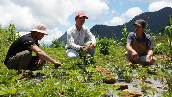 Quảng Ngãi có nhiều tiềm năng phát triển cây dược liệu ảnh 3