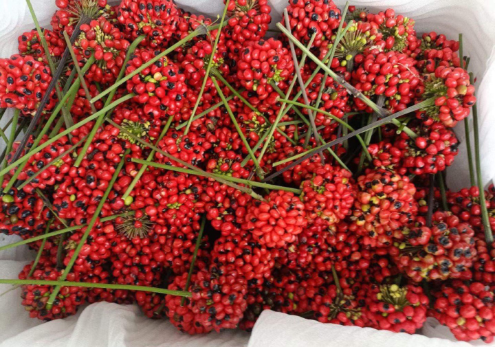 Las semillas de ginseng Ngoc Linh se venden por todas partes en las redes sociales (Foto: NVCC)