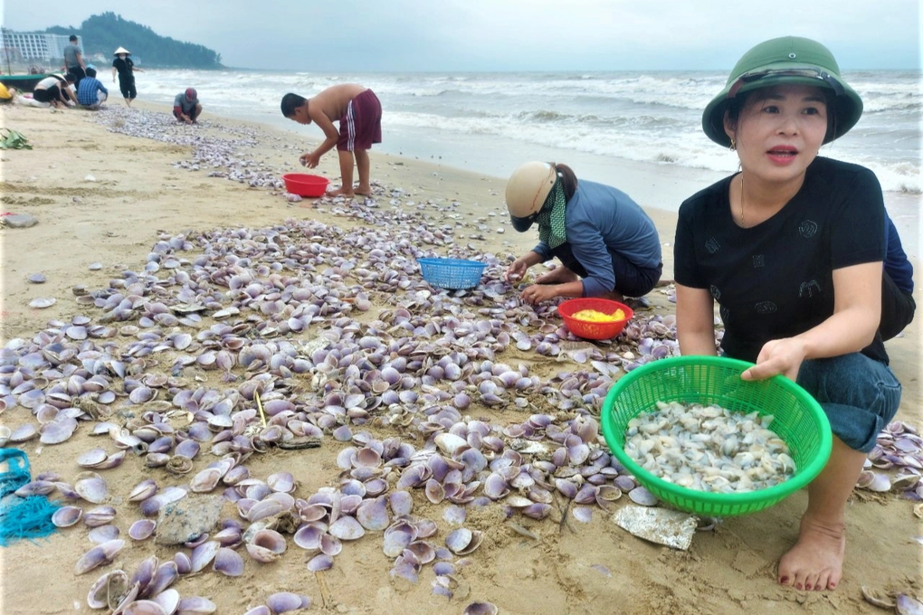 Hàng tấn sò tím dạt bờ biển, người dân đổ xô đi nhặt kiếm tiền triệu - 1