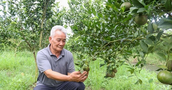 Vùng đất phèn Sóc Trăng, dân liều trồng quýt đường, cây đặc sản, trái ra quá trời, cả làng phục lăn