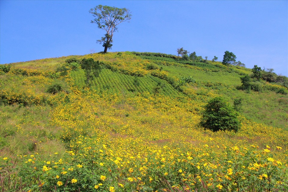 Da er im November hierher kam, konnten er und seine Familie den wunderschönen Anblick der blühenden gelben wilden Sonnenblumen direkt in Pleiku mit eigenen Augen sehen. Foto: NVCC