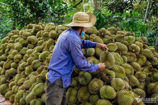 Gần 1.400 tỷ đồng ngăn mặn cho vùng sầu riêng xuất khẩu