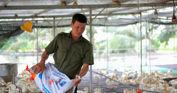 En vendant un troupeau géant de 12 000 canards chaque mois, un agriculteur de Hai Duong gagne facilement un bénéfice de 600 millions de VND par an.