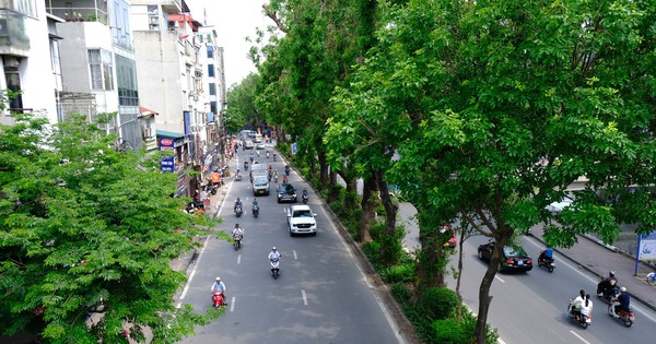 El palo rosa y el palo de rosa se encuentran entre los árboles más importantes que absorben bien el polvo fino en las calles de Hanoi.