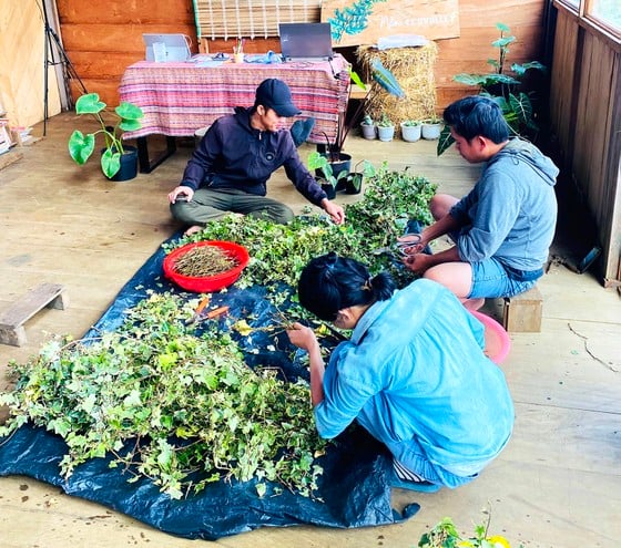 Các dược liệu được thu hoạch, phân loại trước khi đưa vào các dây chuyền sản xuất khép kín ảnh 5 Các dược liệu được thu hoạch, phân loại trước khi đưa vào các dây chuyền sản xuất khép kín ảnh 5