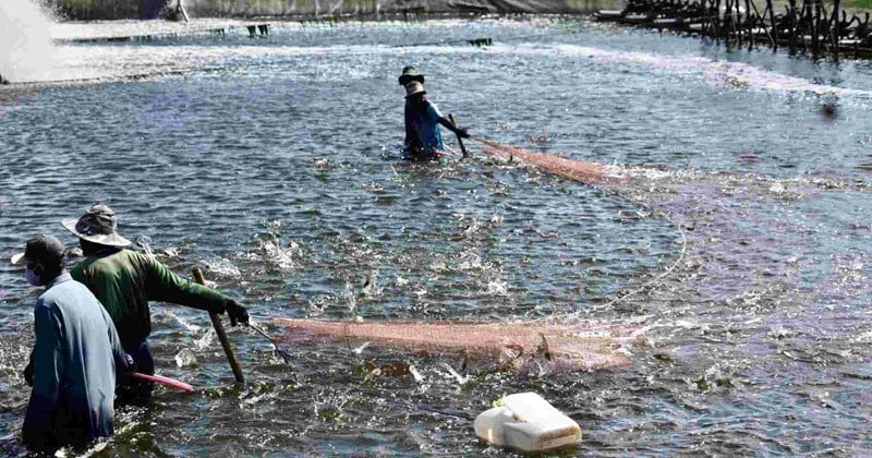 Nearly 60 billion VND invested in irrigation for aquaculture