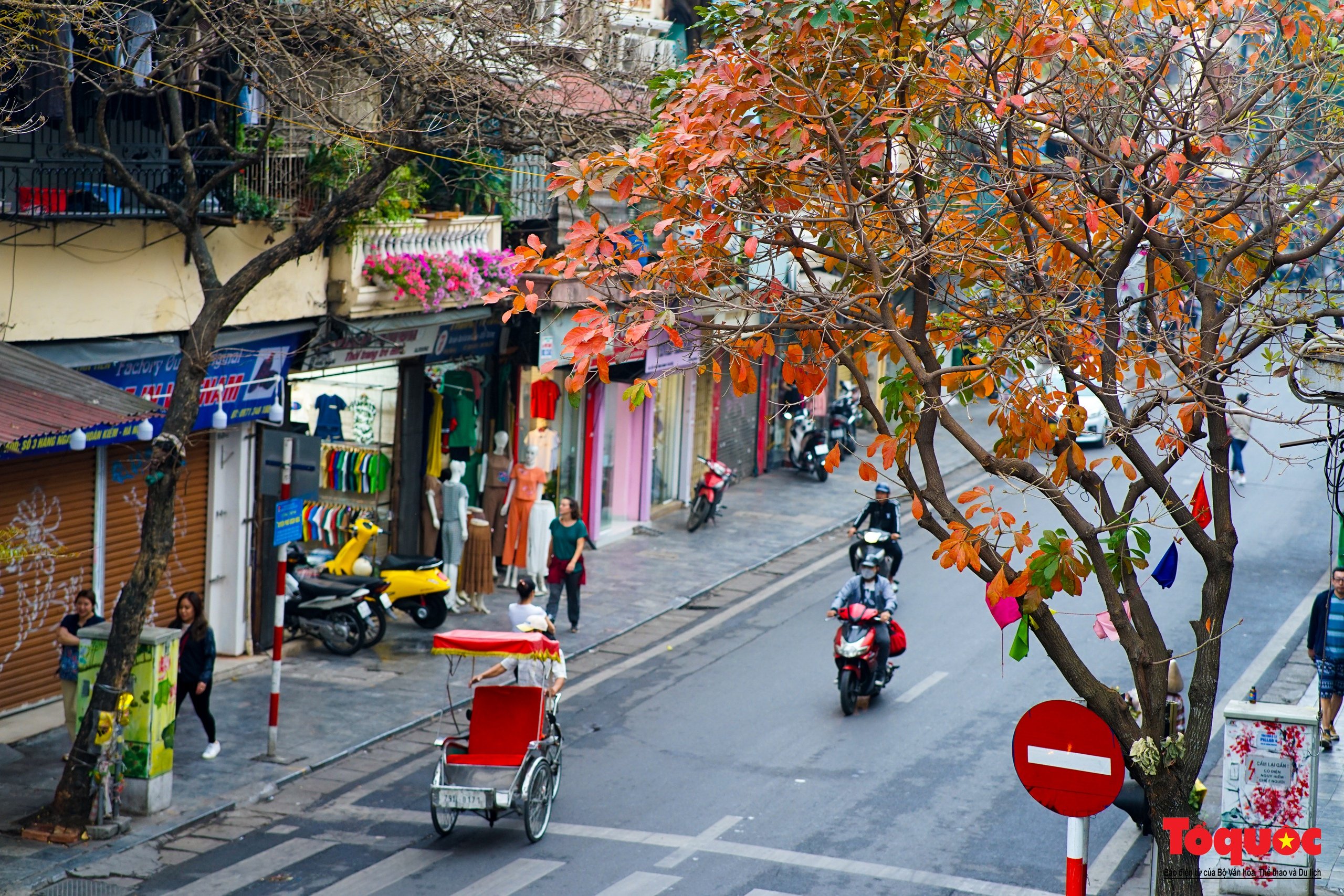 Hà Nội mùa cây thay lá - Ảnh 13.