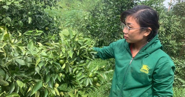 Las naranjas Cao Phong, una especialidad de Hoa Binh, son pequeñas y dan mucha fruta. Cuando la inundación retrocede y sale el sol, la fruta se agrieta.