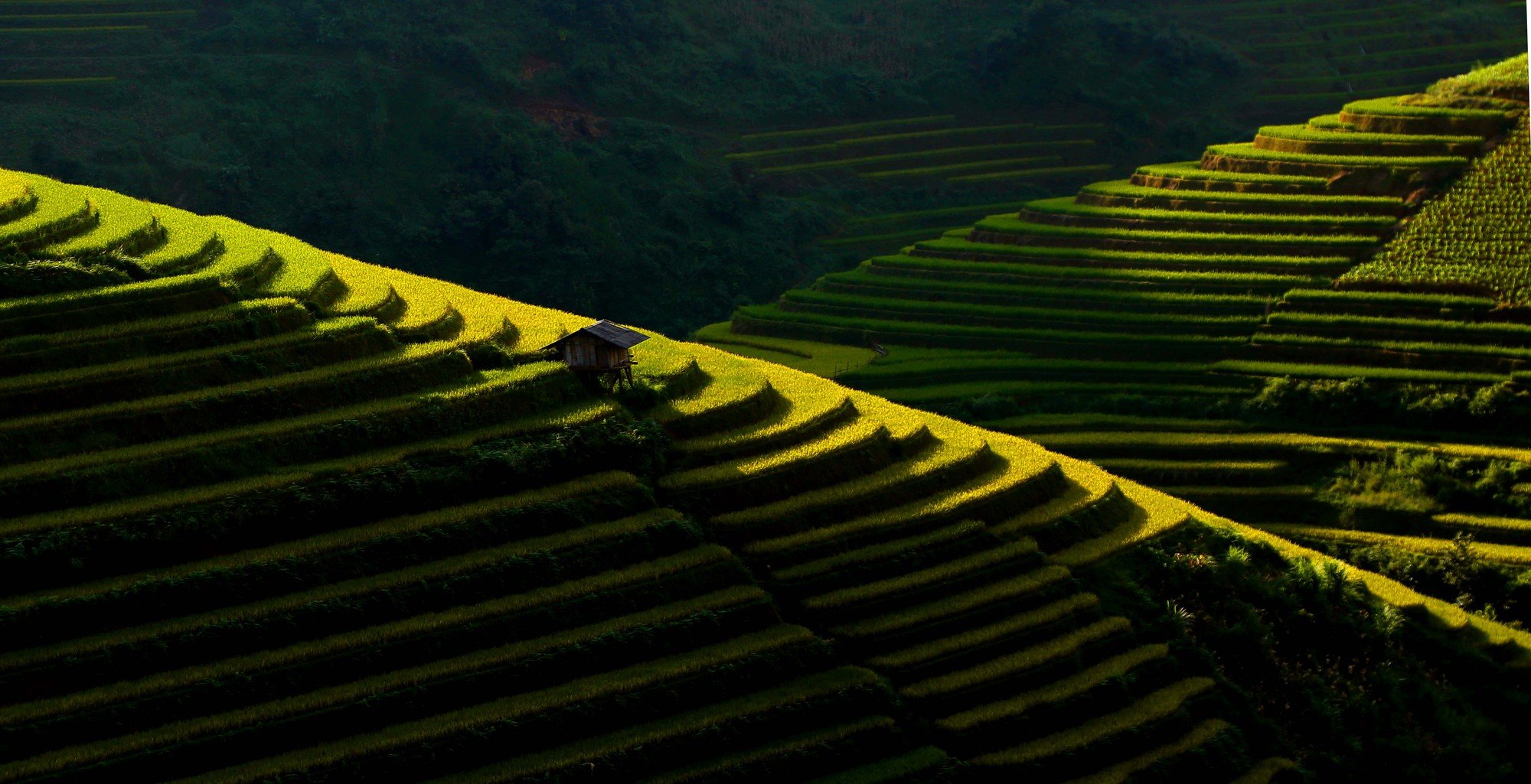 Tọa độ săn mùa vàng đẹp ít người biết ở Sơn La