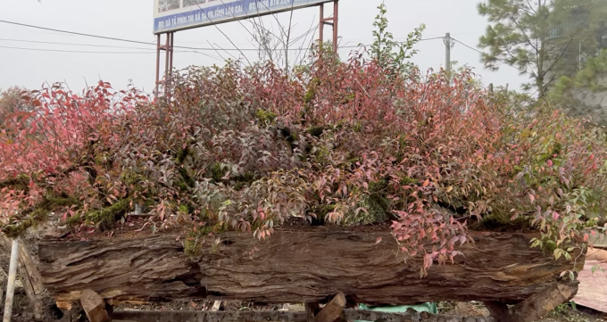 La maceta de 4 metros de largo con flor de Mai sin hojas fue ordenada de inmediato por un cliente. Foto: Xuan Phuong