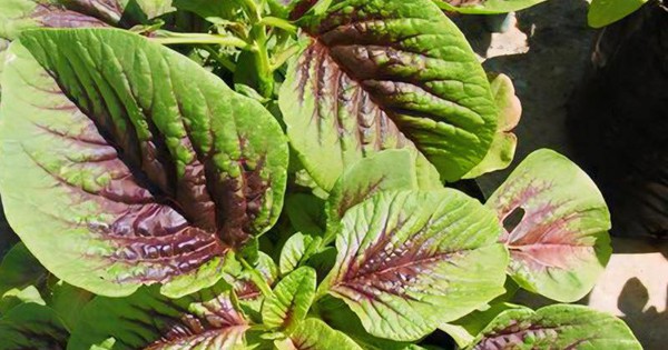 The vegetable known as the iron storehouse turns out to be very easy to grow. Mom's hands were tired from picking it, but the whole family enjoyed it.