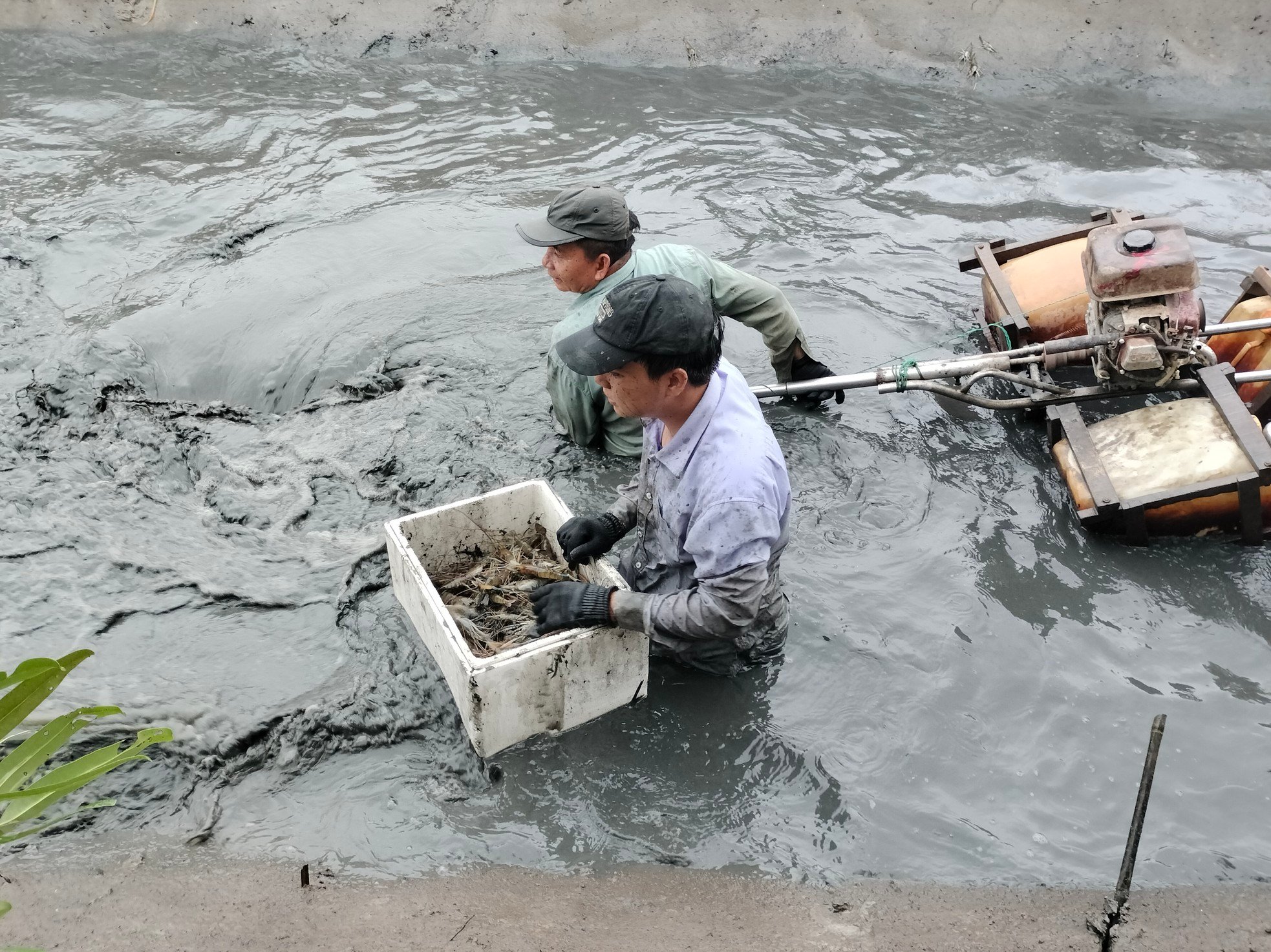 Close-up of Ca Mau farmers stirring mud to catch giant freshwater prawns photo 8