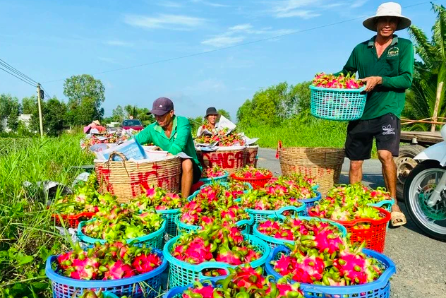 Mỗi ngày có hàng nghìn tấn thanh long, xoài, mít ùn ùn xuất khẩu sang Trung Quốc- Ảnh 1.