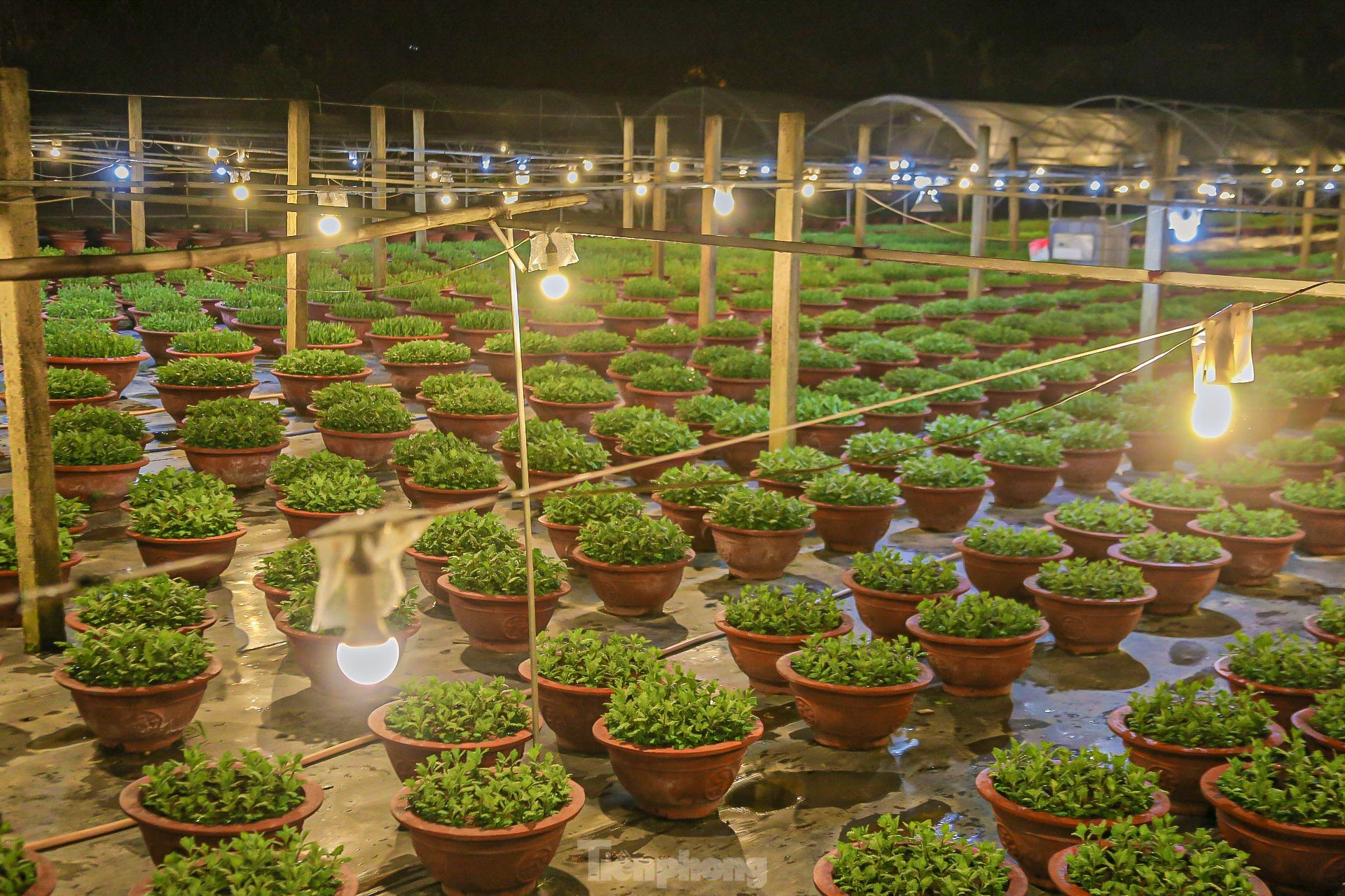 Wunderschöne glitzernde Szene im größten Blumendorf in Da Nang während der Tet-Saison, Foto 13