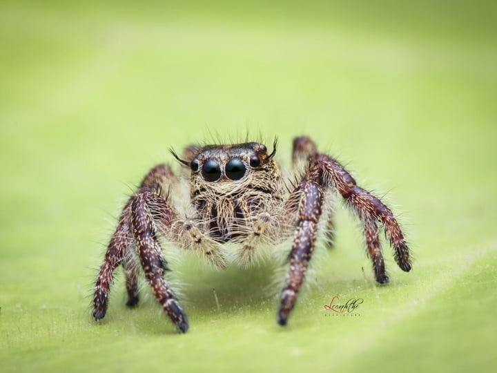 ¿Cuál es la distancia que puede alcanzar el animal que salta más lejos del mundo? - 2