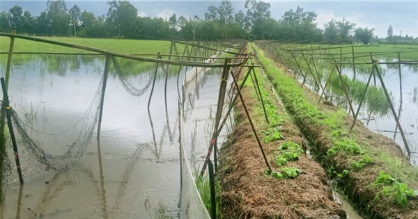 Cría de peces de agua dulce en los arrozales de Hau Giang, sin necesidad de alimentarlos, capturarlos y venderlos, duplicando los ingresos