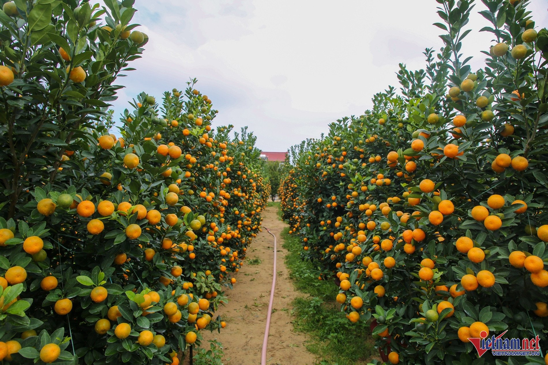 Los comerciantes "retienen" casi todas sus mercancías, la gente de la capital de los árboles de kumquat en la región Central obtiene grandes ganancias