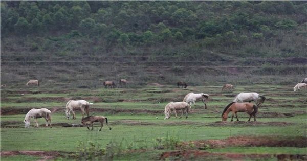 Providing white horses to create livelihoods for ethnic minorities