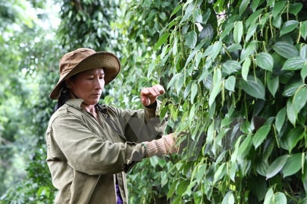 Les prix du poivre local ont légèrement augmenté, le Dak Nong a atteint 157 000 VND/kg