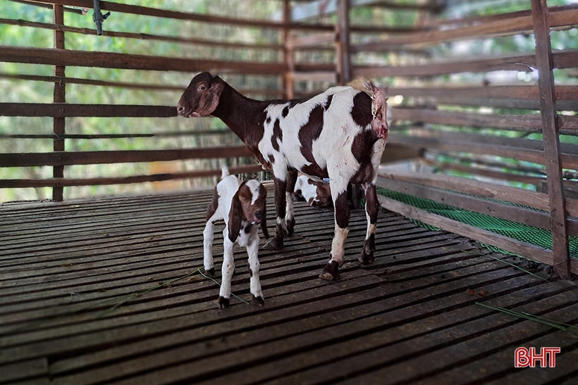 Old farmer in Nghi Xuan shares secret to getting rich from raising Boer goats