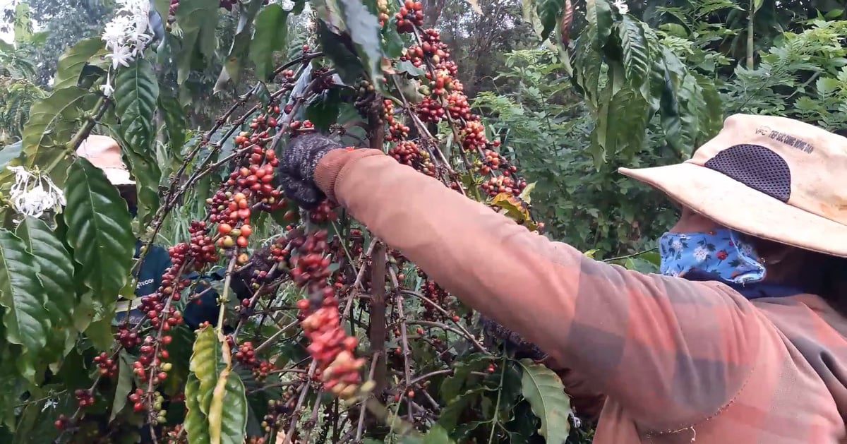 Les prix du café continuent d'augmenter à des niveaux record, les agriculteurs sont ravis