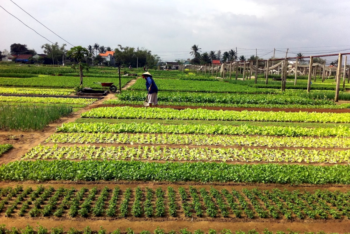 Hội An đẩy mạnh xây dựng thương hiệu phát triển du lịch xanh từ du lịch nông thôn.