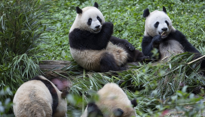 Panda-Paar verlässt China zum ersten Mal seit 20 Jahren und reist in die USA