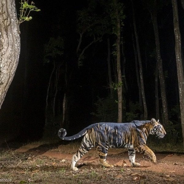 インドで撮影された、特殊な毛皮を持つトラの極めて珍しい画像