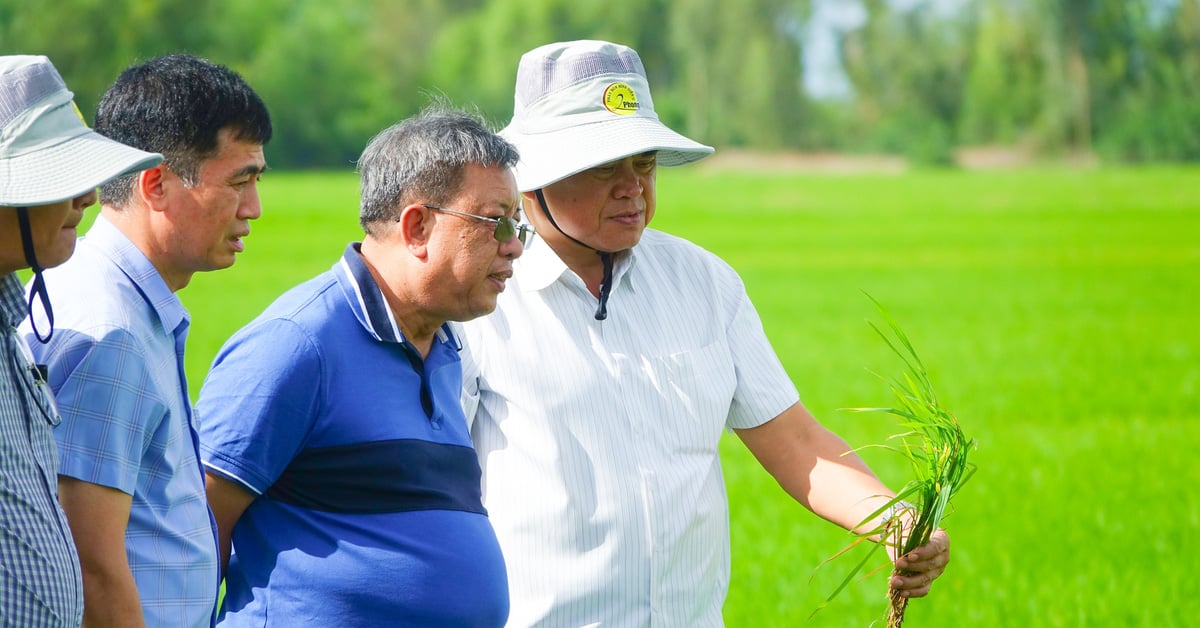 โครงการข้าวคุณภาพดีขนาด 1 ล้านเฮกตาร์ช่วยให้ชาวเกียนซางผสมผสานการผลิตเข้ากับการบริโภค