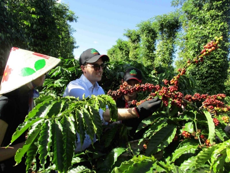 Vietnam enters harvest season, coffee export prices reverse and decrease slightly