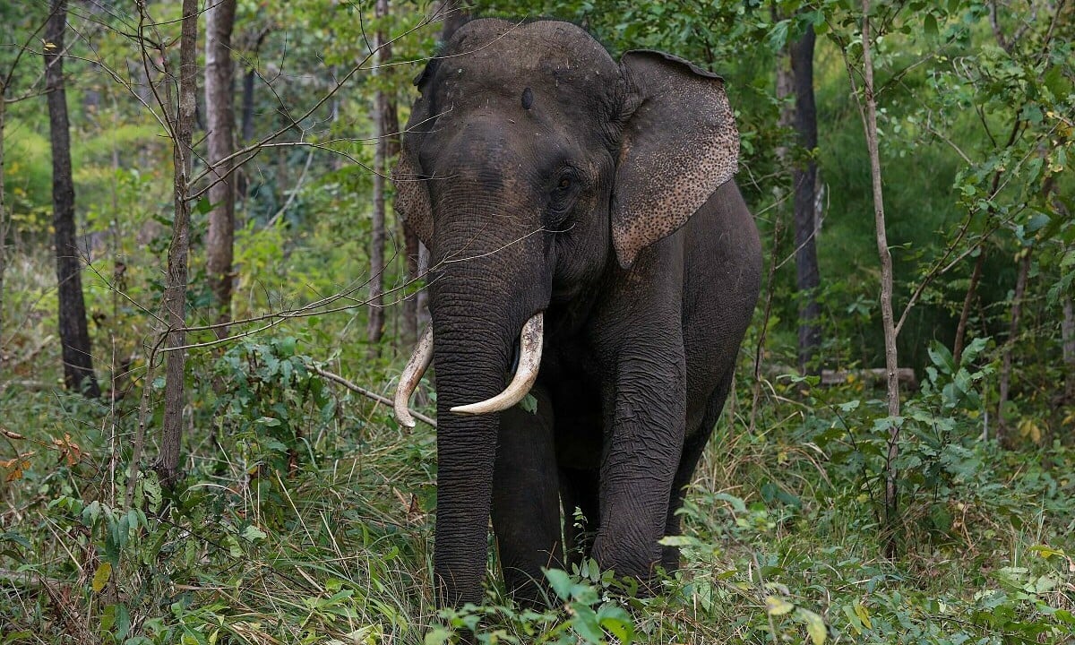 Nghĩa khác của từ 'elephant'